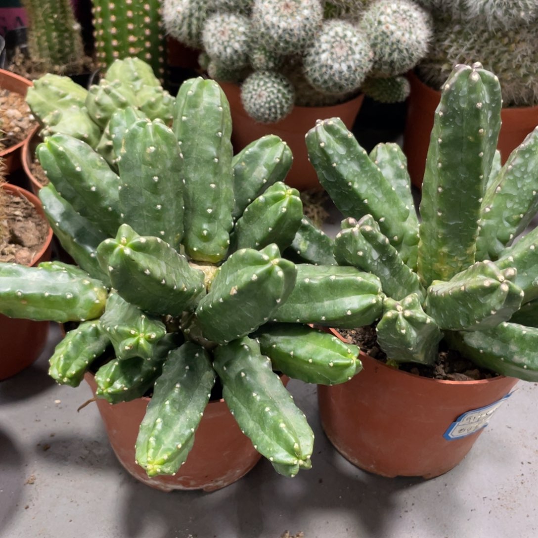 群生新品水仙情郎BA95一杯