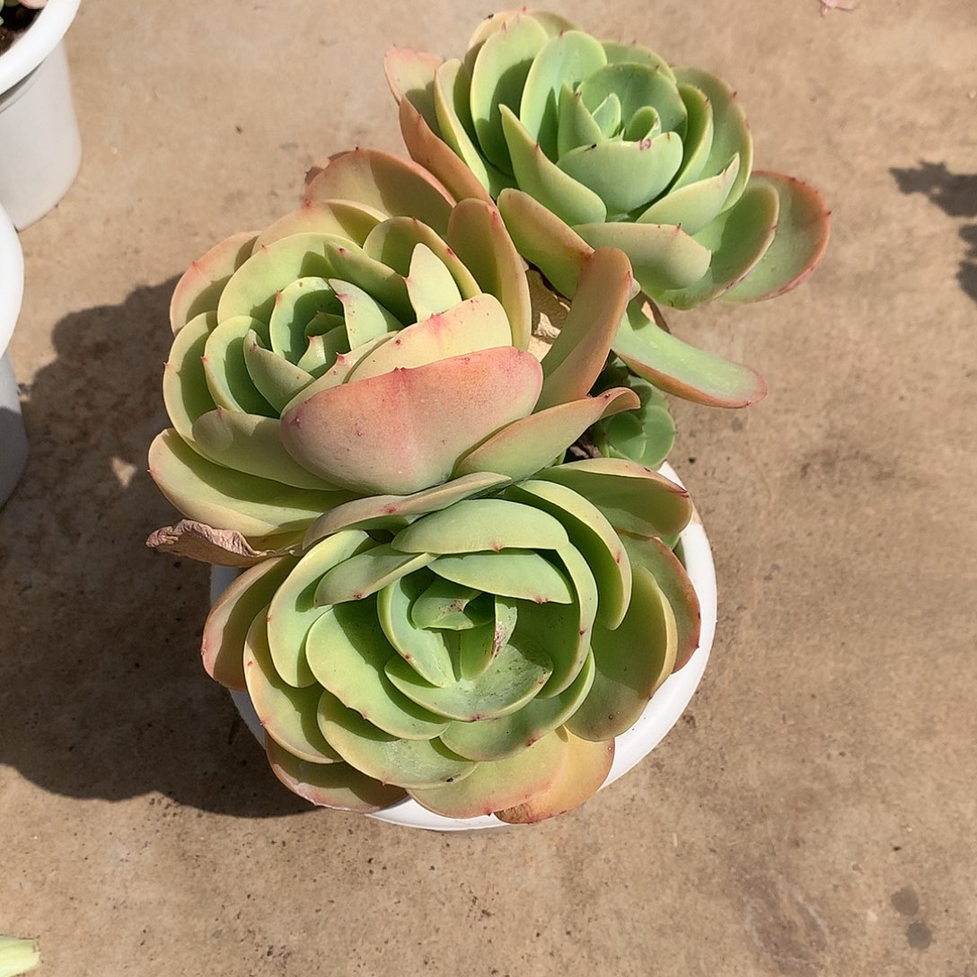 鸡蛋碧桃多肉植物
