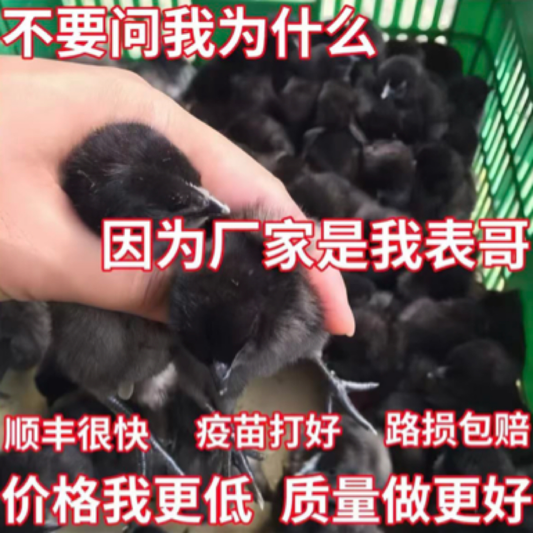 五黑鸡活体宠物包邮包活到家