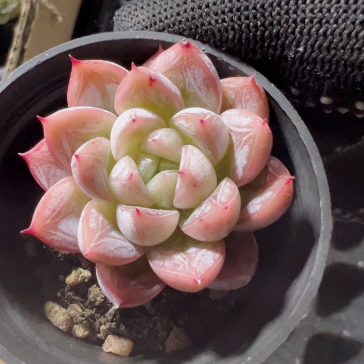 白达翡翠精品多肉植物