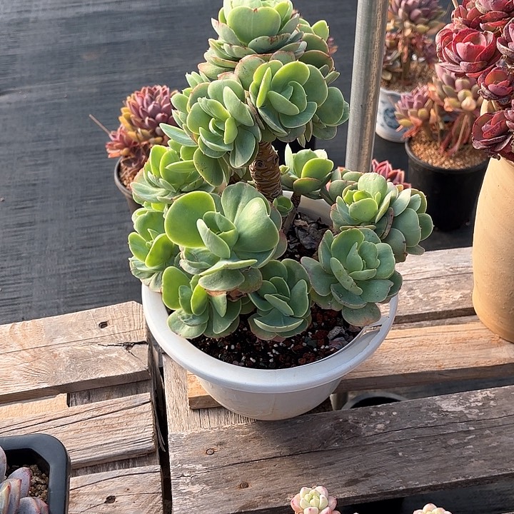 多肉植物，鸡蛋碧桃