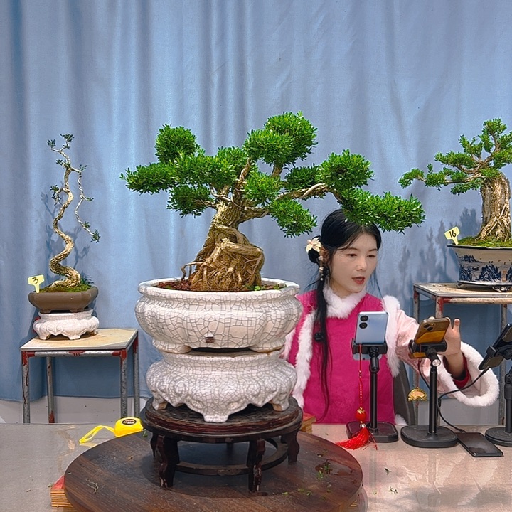 无花朵广东皱皮雀舌黄杨