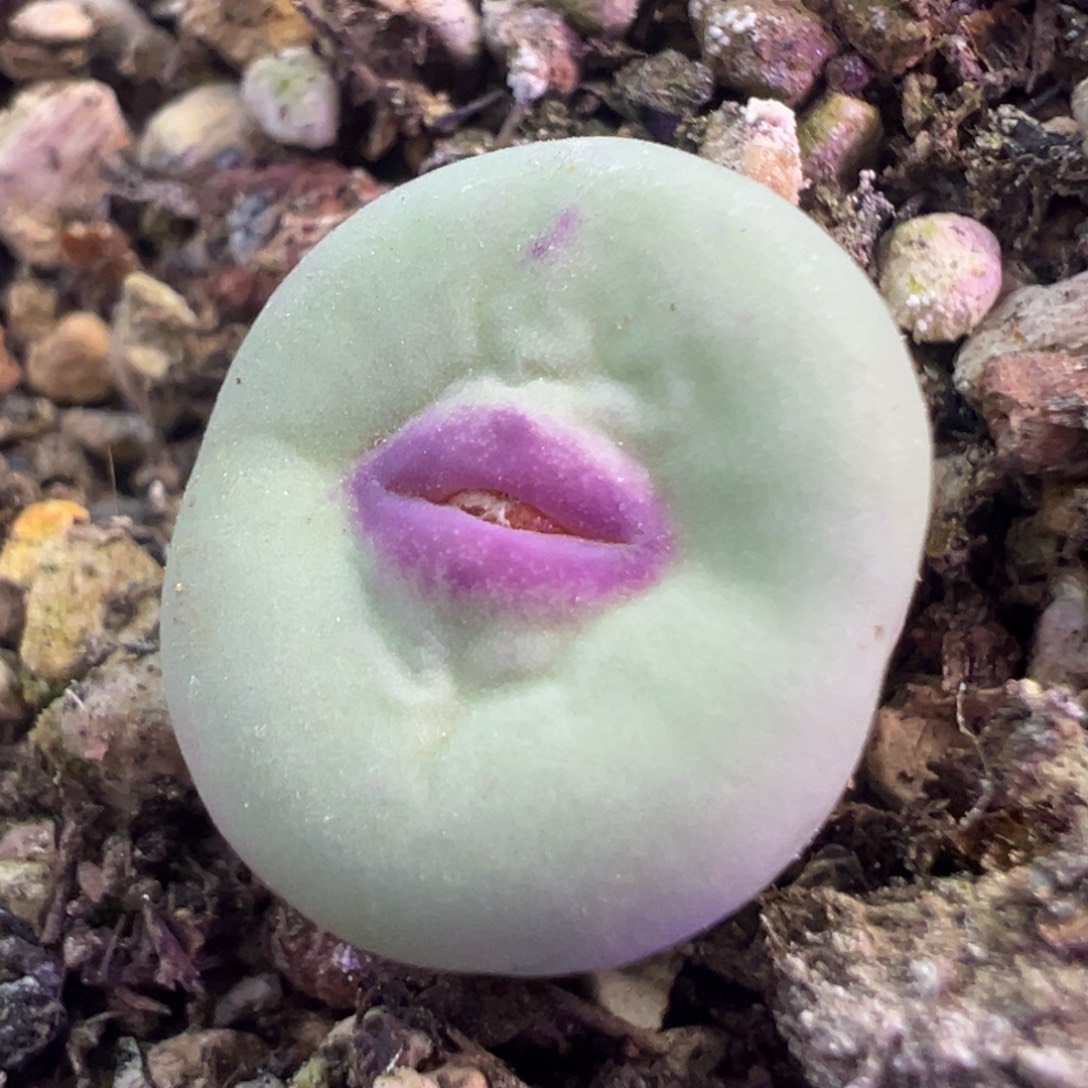 美美嘴  肉锥植物