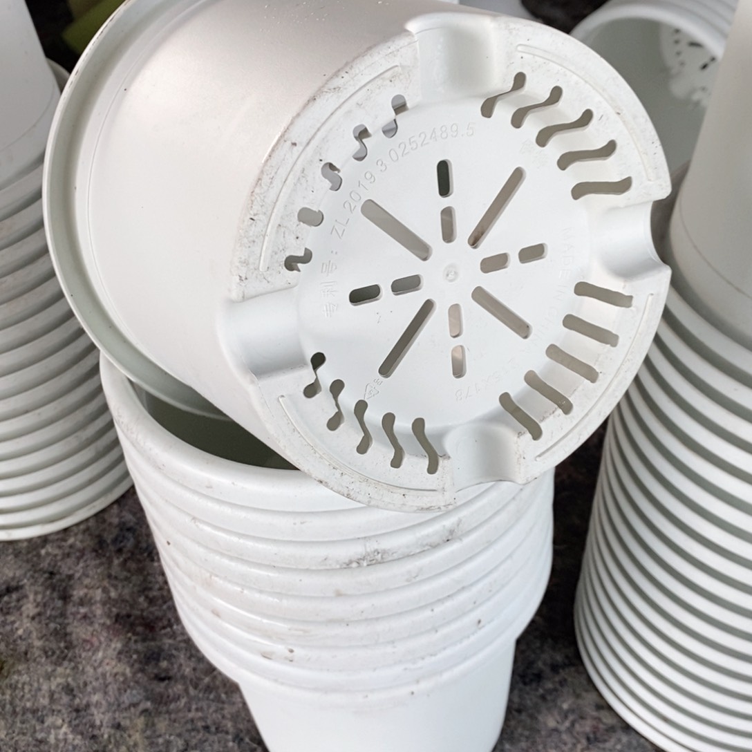 10个21口奶白落灰伊特（21×17.8）