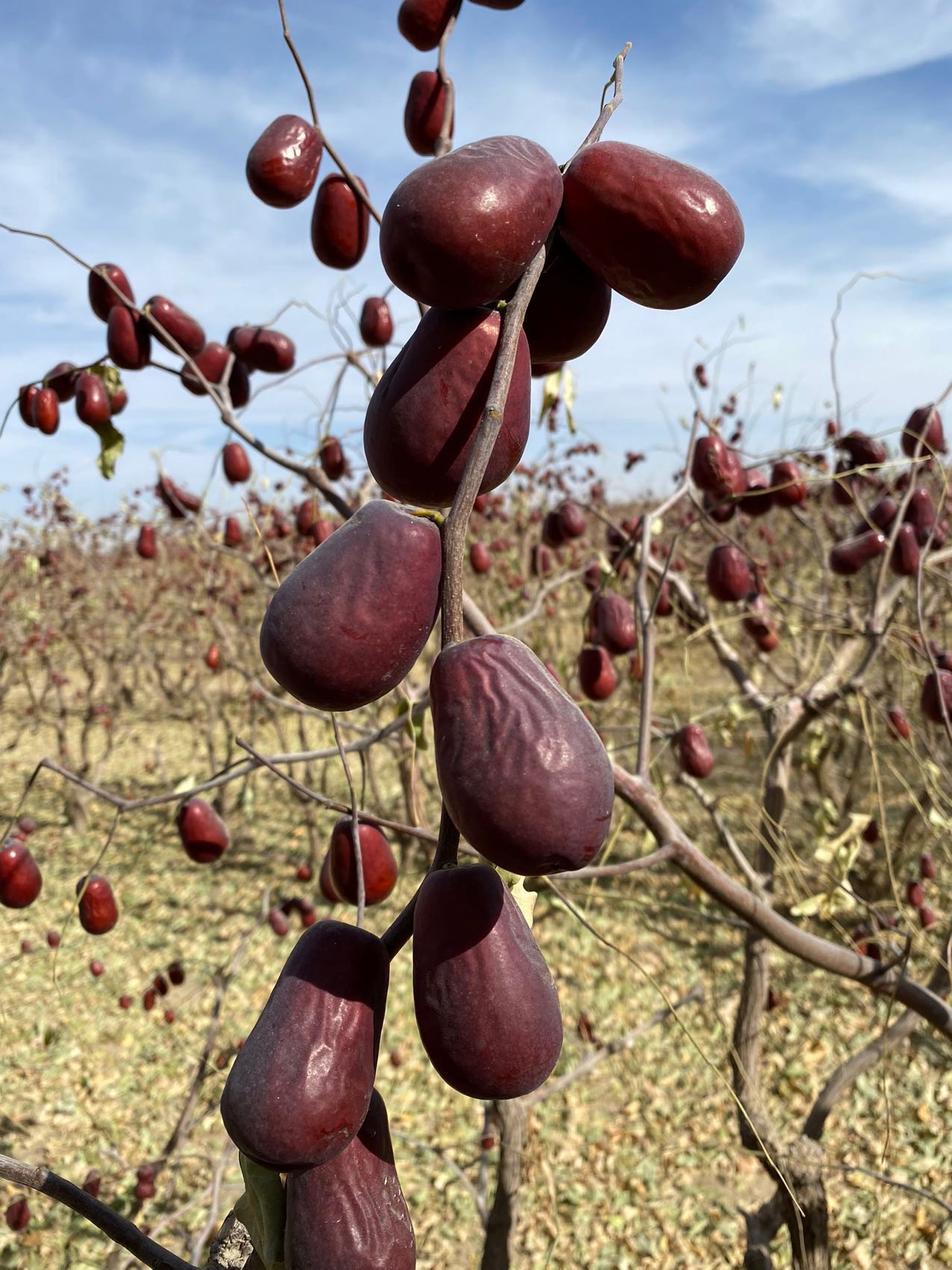 精选优质和田大枣一级（买五斤送一斤装）2025年新枣（新疆直发）