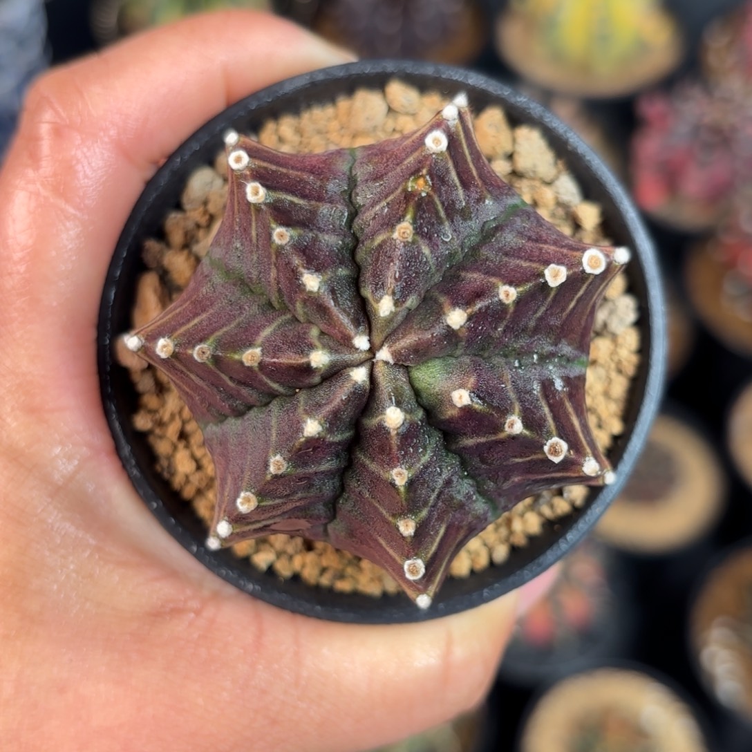 泰系米哈实生福利323