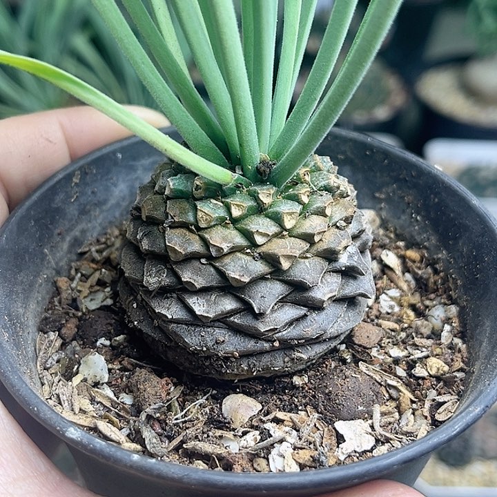 铁甲丸实生球4.5公分