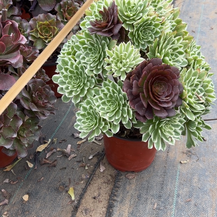 8碧多肉多肉多肉多肉