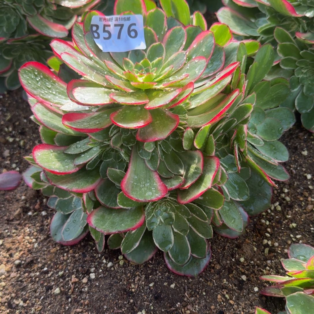 健*576粉花妖。多肉植物