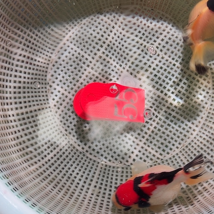 金鱼55号尺寸7-10区间