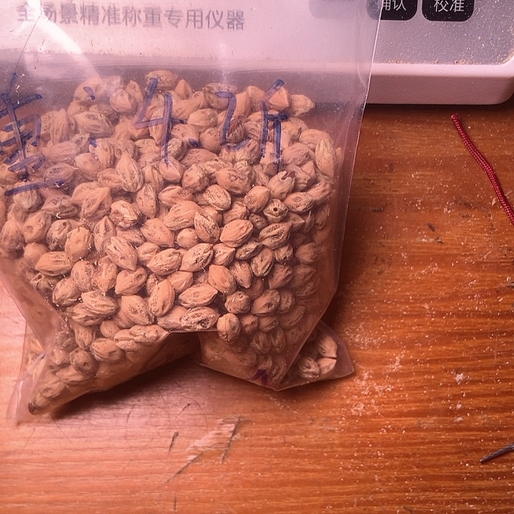 晋***热振散籽原料柏香籽