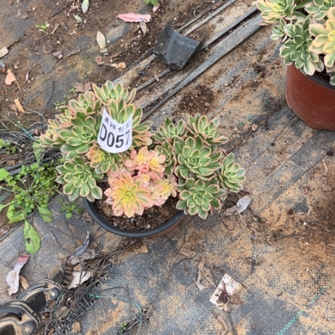 057甜茶不包断枝