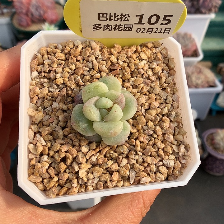 105紫心冰玉石化多肉植物