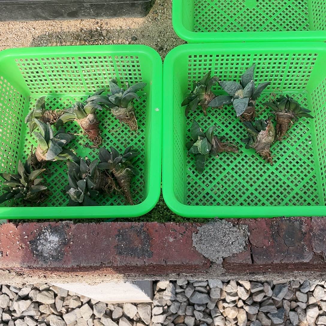 用***3以实际为准实生特价岩牡丹一物一拍
