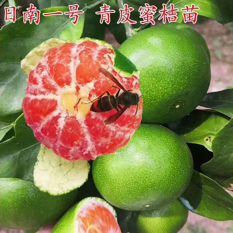新品种青皮蜜桔苗嫁接日南一号桔苗早熟青柑橘苗特大无核桔子树苗