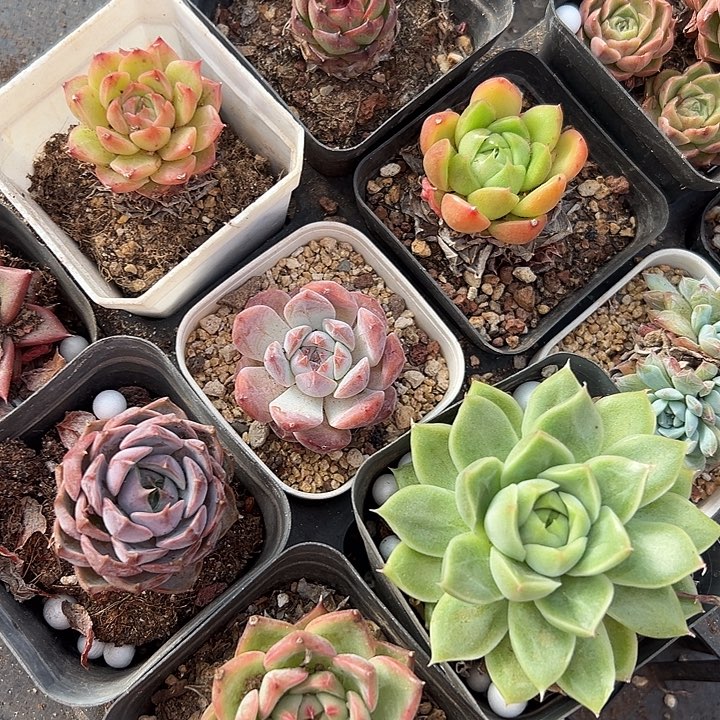 10盆小精品。       