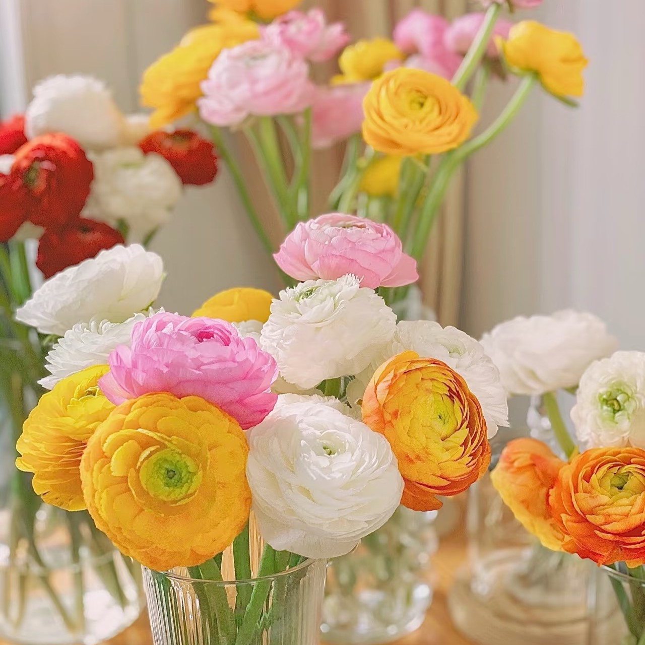 【洋牡丹】中长杆精品洋牡丹2扎2色云南鲜花【0度以下请拍保温棉】