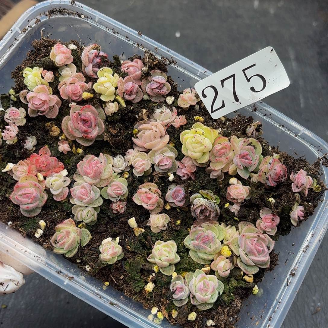 多肉植物多肉植物275