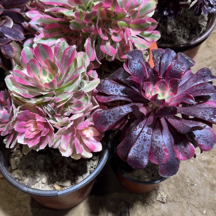 美杜莎➕粉女巫9.9