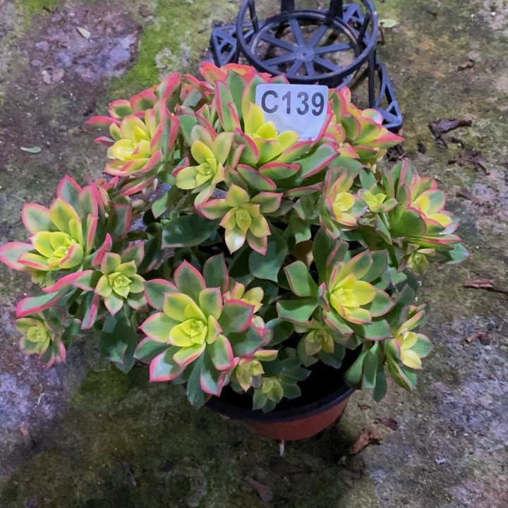 艳日辉多肉植物139