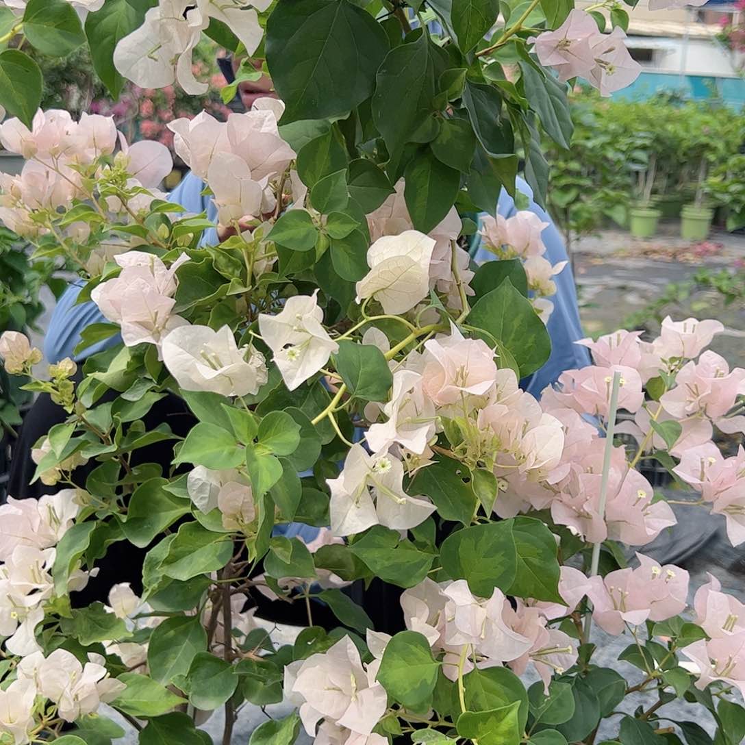 完全开放暗斑丽人一颗