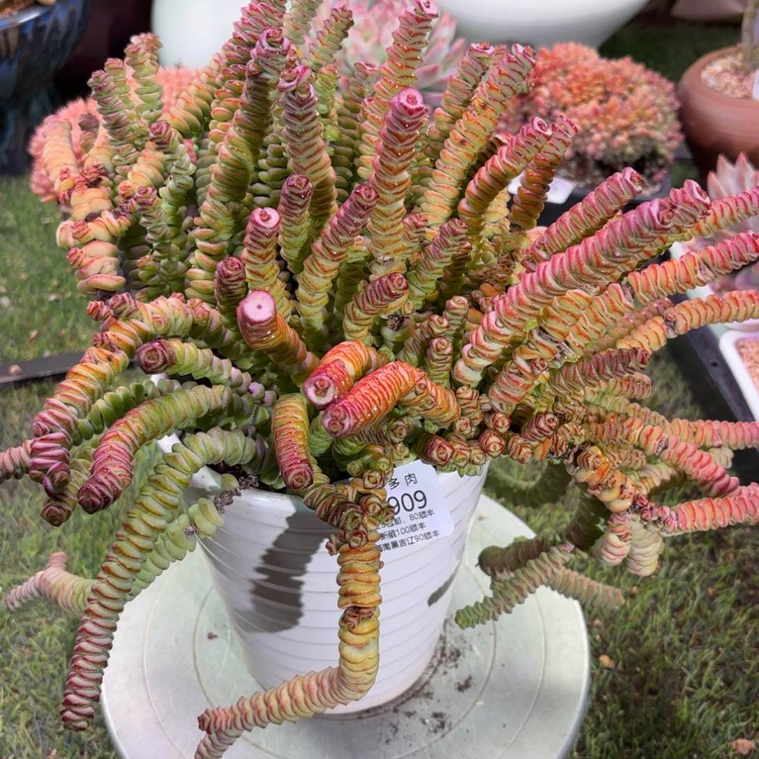 多肉植物9909fhhgg