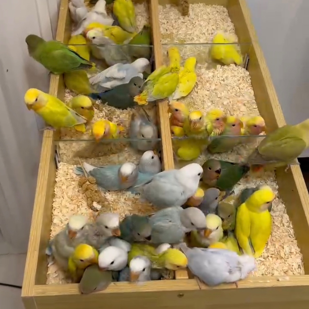 手养牡丹鹦鹉亲人可爱