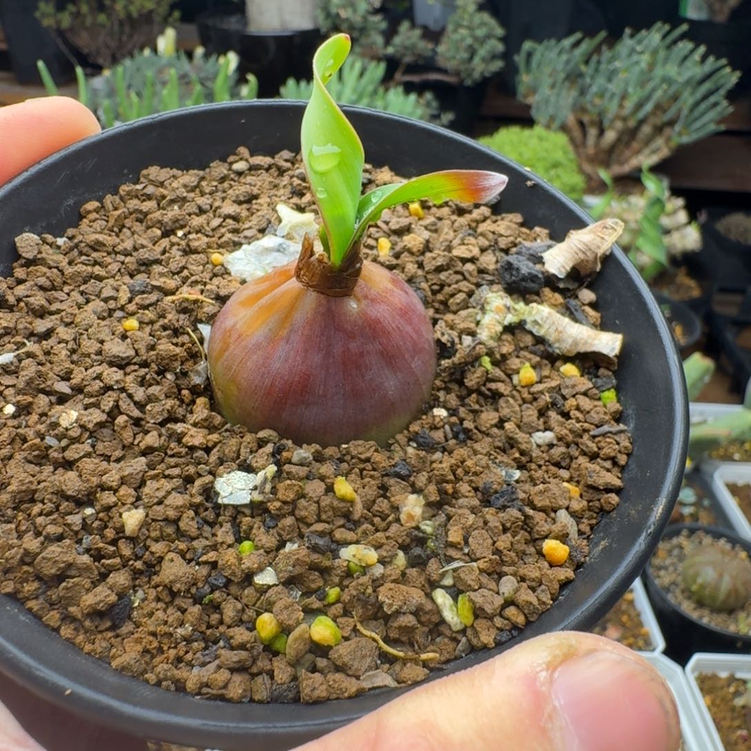 卷叶垂筒花3.4cm福利