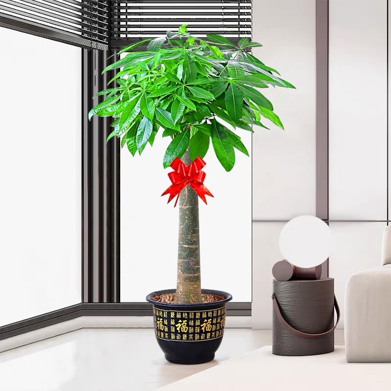 【送货上门】1.3-1.5米发财树客厅绿植盆栽大棵型植物