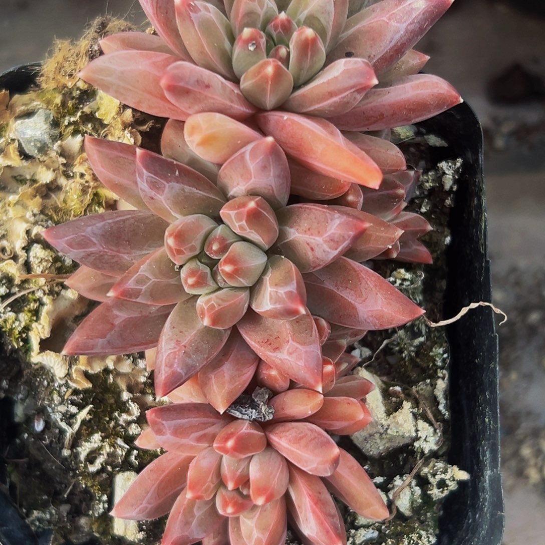 桔云多肉美人精品系列