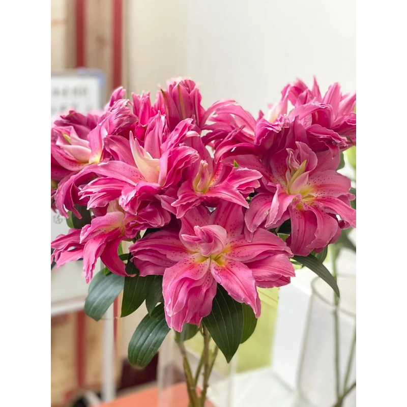 【红美人】重瓣香水百合 一单包邮 云南鲜花昆明基地现采现发
