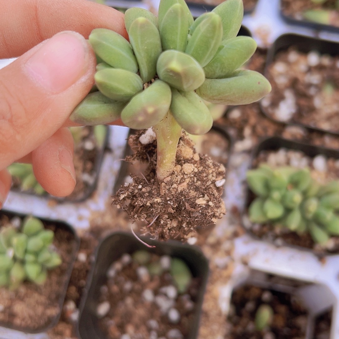 千代田拓土发货19包邮多肉