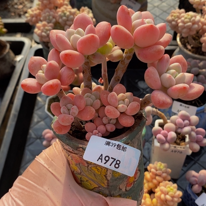 樱花洛神8cm978多肉植物