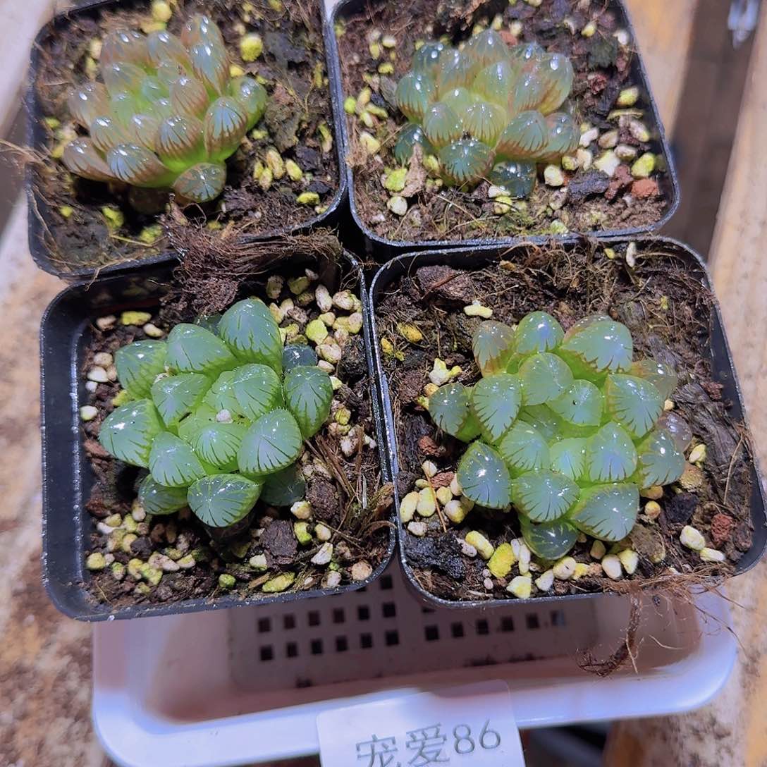直播福利一物一拍86
