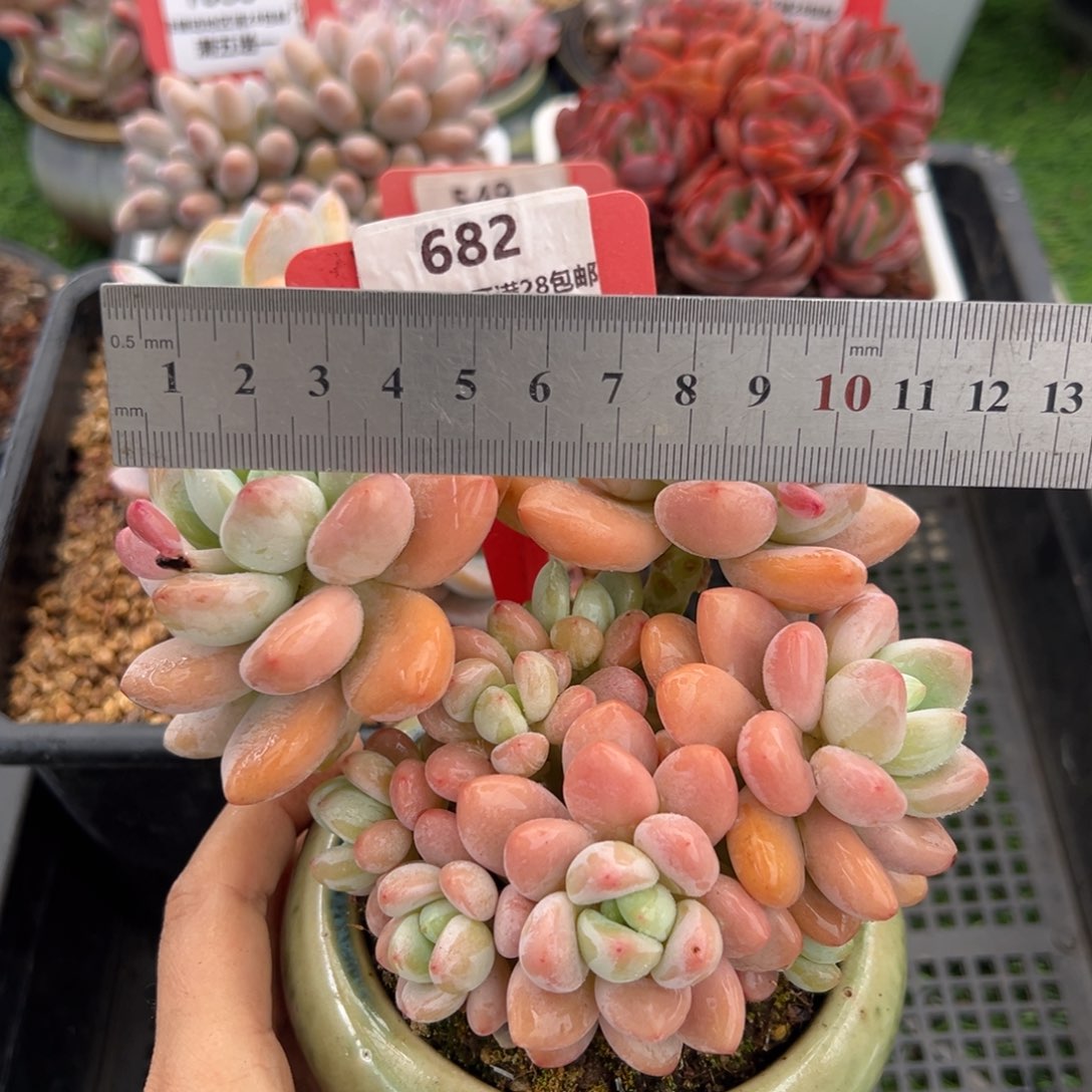 表妹精品精品多肉682.