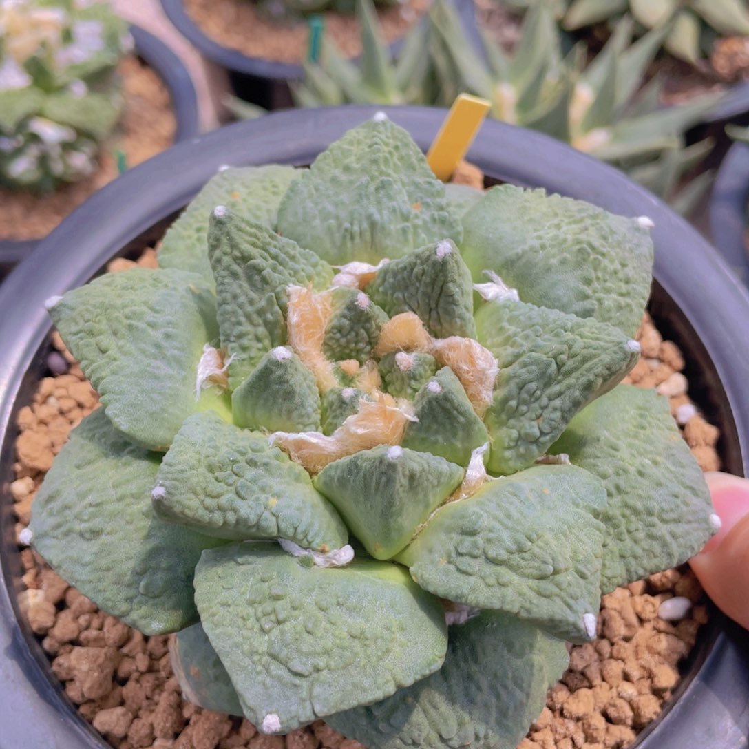 自根福利福利福利