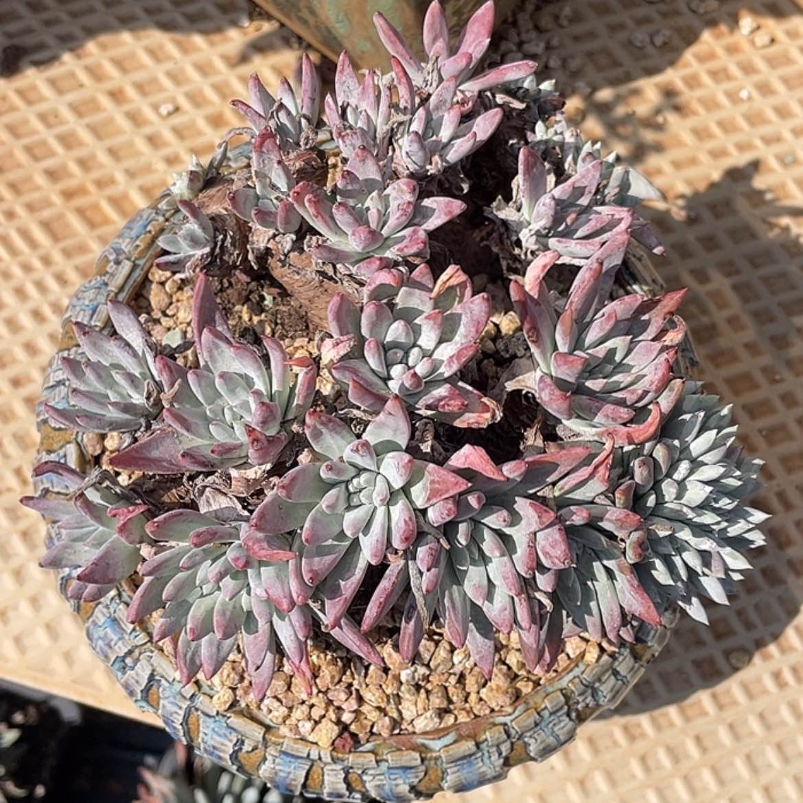 【闪购商品】白姆老庄