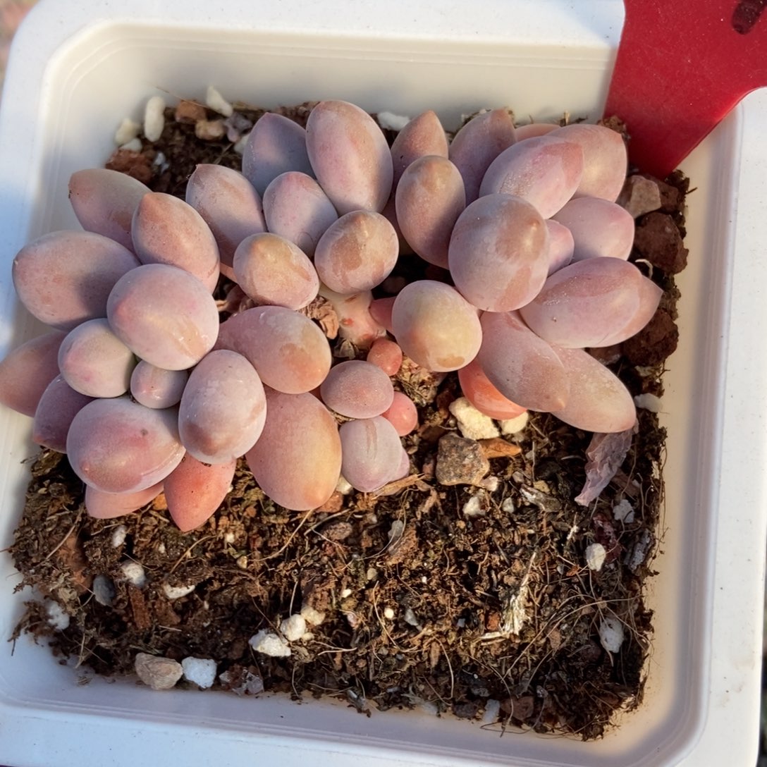 3071粉色恋人多肉植物