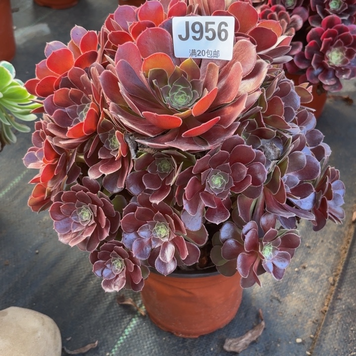 瑞妈多肉园艺956荷兰玫瑰