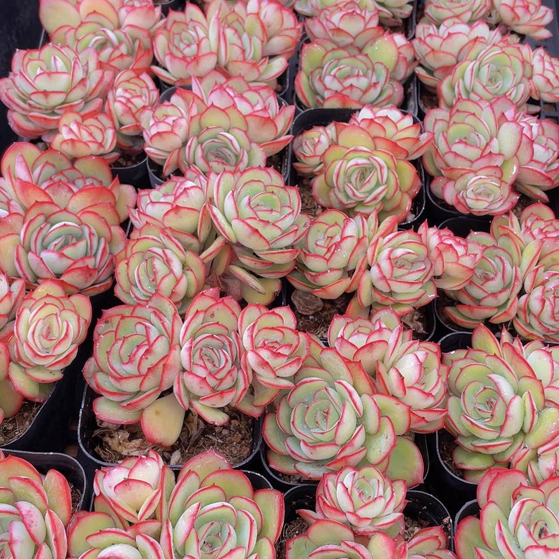 量拍150号 牡丹亭群生一个