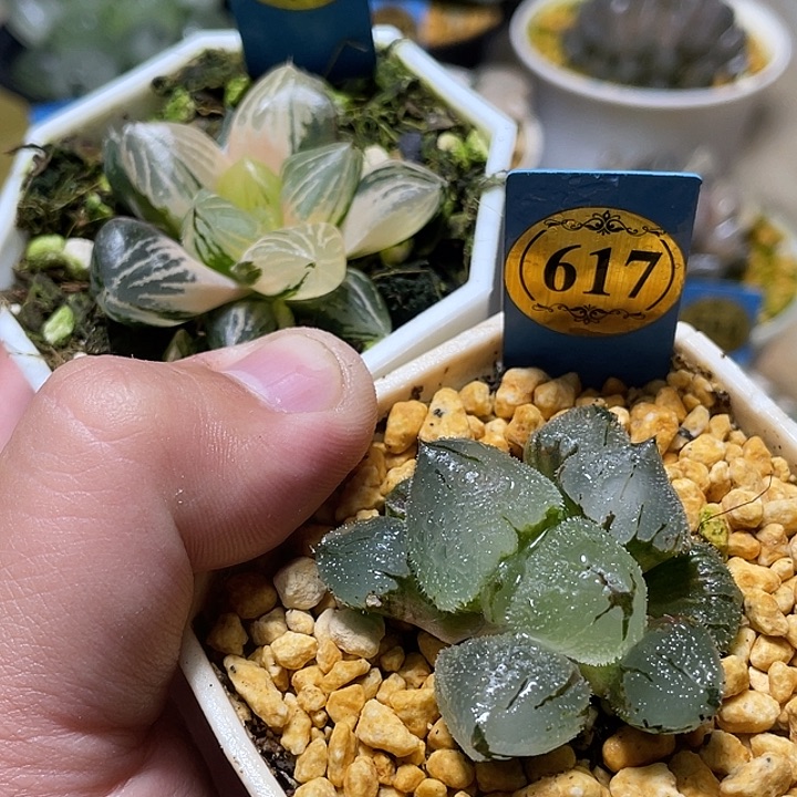 素***尘520加617两个一起发货