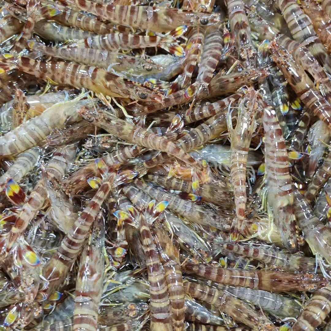 海捕蓝尾小斑节虾 顺丰发货 次日达