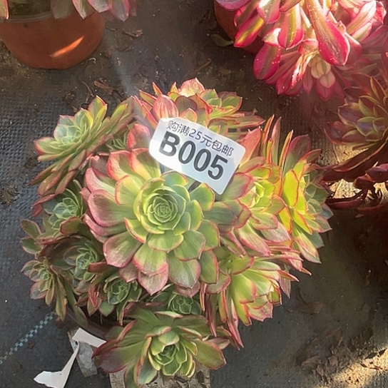 十****！一颗多肉法师植物