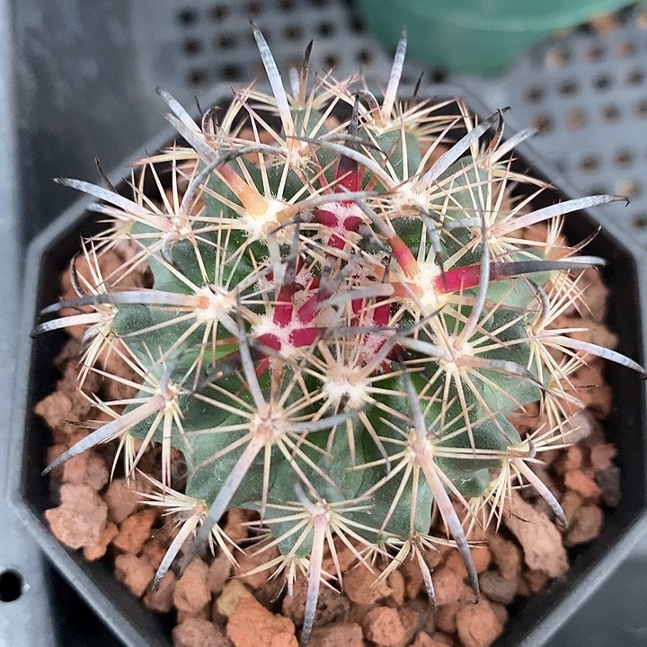 孤品实生优选美刺琥爪玉4.5cm