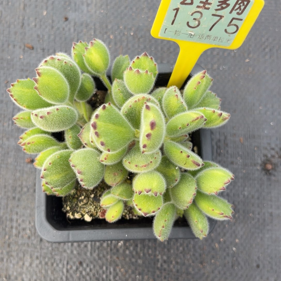 云尘多肉一物一拍1375