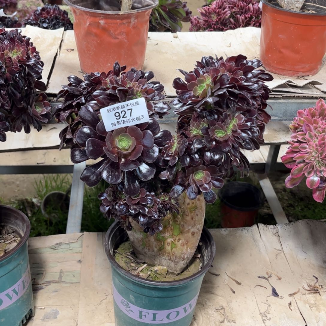 927欧紫缀化多肉植物法师