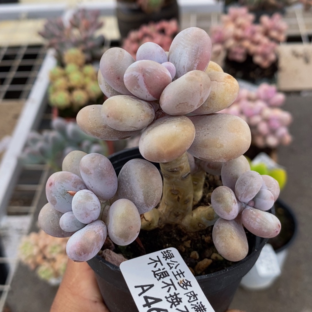 水光针463/7cm的肉