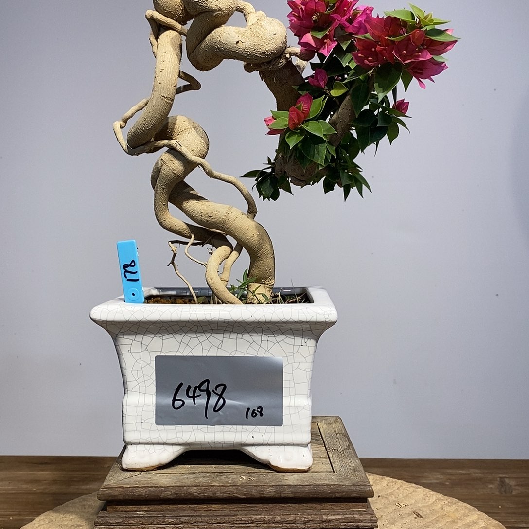 无花朵三角梅高度38厘米左右