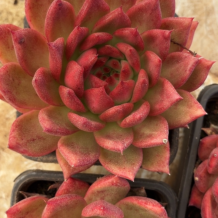 钻石贝拉（拍满18包邮）