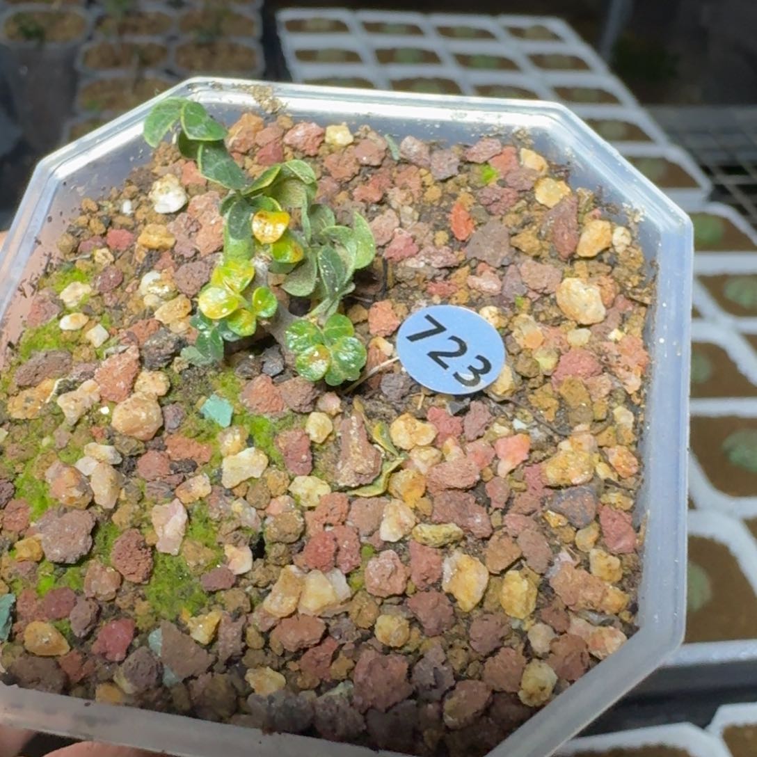 儒****胖念珠橄榄一物一拍多肉